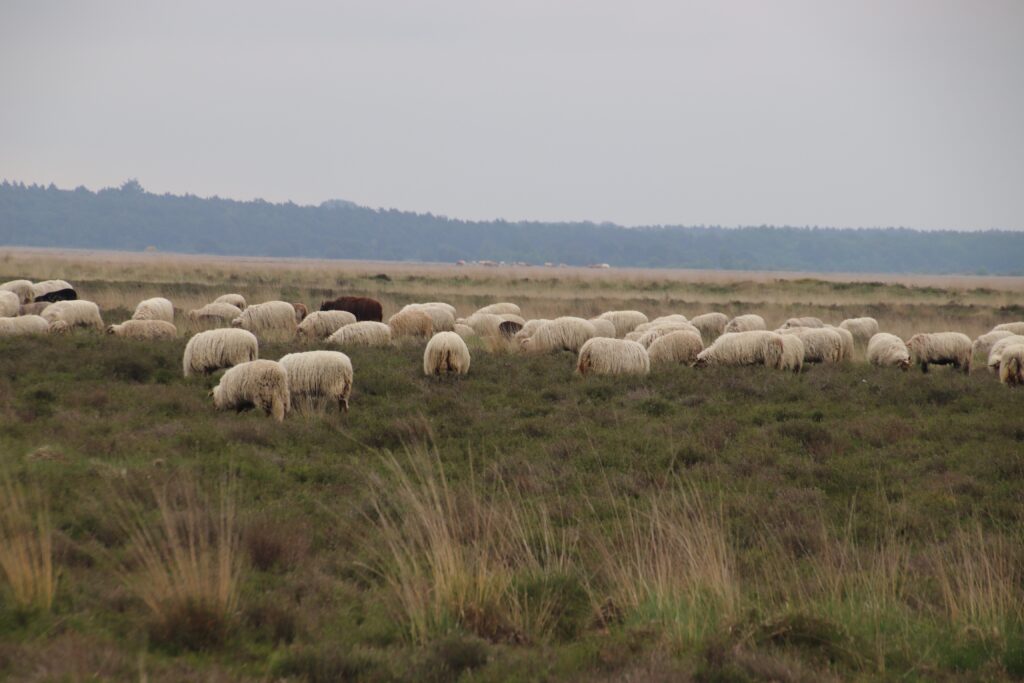 Schapen op Dwingeloose heide