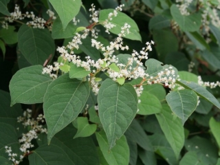 Japanse duizendknoop Japanse duizendknoop