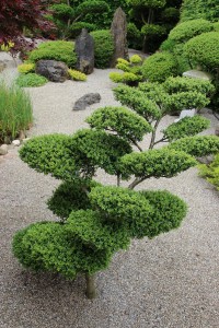 Japanse tuin