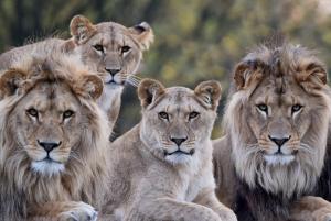 beekse-bergen-groep-leeuwen