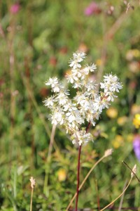 Oland - Filipendula vulgaris 