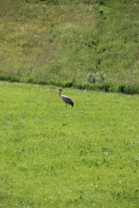 Kraanvogel 