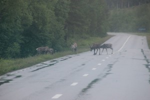 Eerste rendieren op de weg 