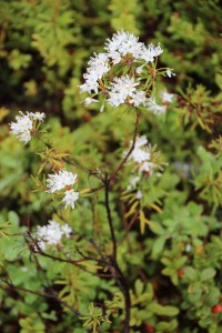 Ledum palustre  