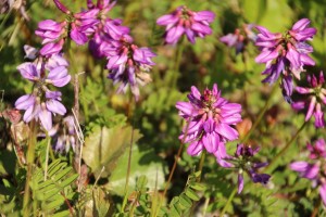 Astragalus alpinus