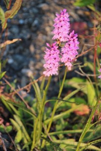 Orchidee 