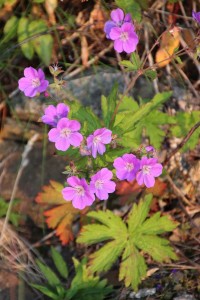Midsommerblomster 