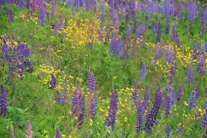 Lupines 