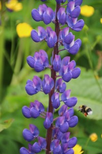 Lupines 
