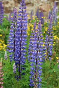 Lupines 