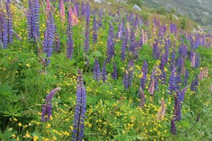 Lupines 