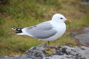 Stormmeeuw (Larus canus) 