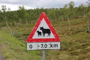 Schapen 