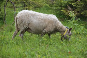 Schapen 