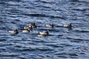 Ostersund 