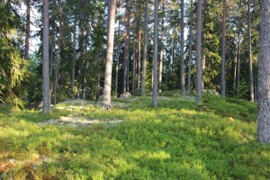 Boswandeling