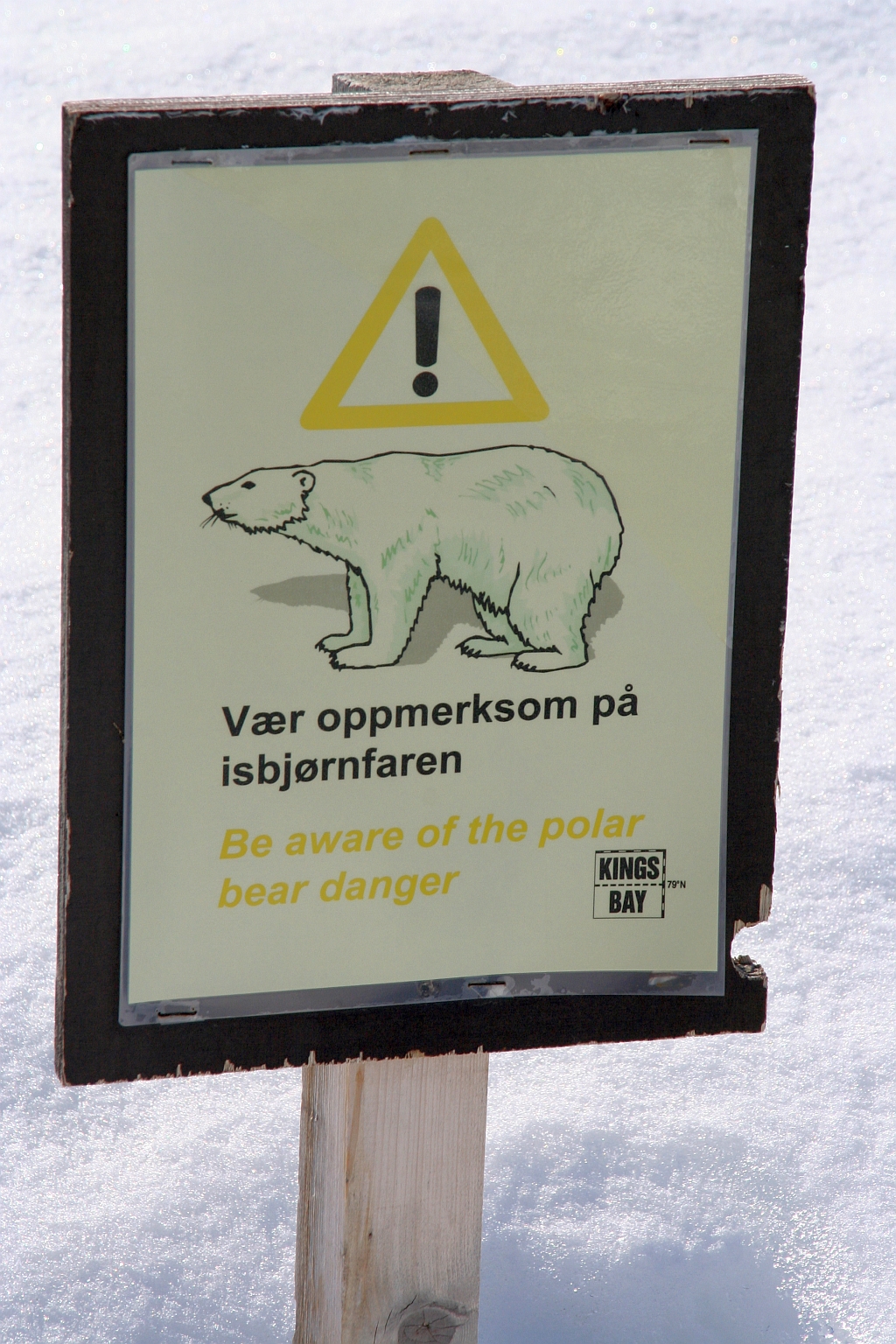 056_Polarbear