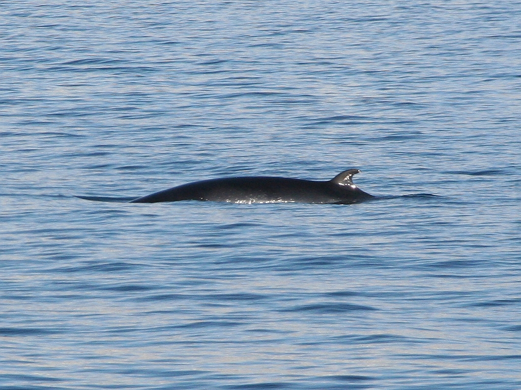 062_Minke_whale