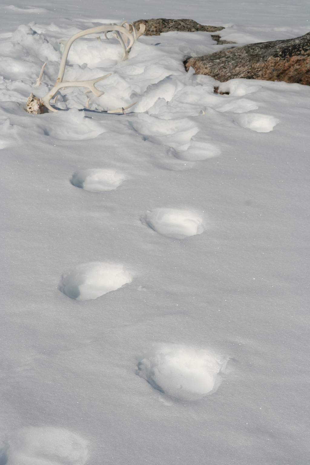 072_Polarbear_track