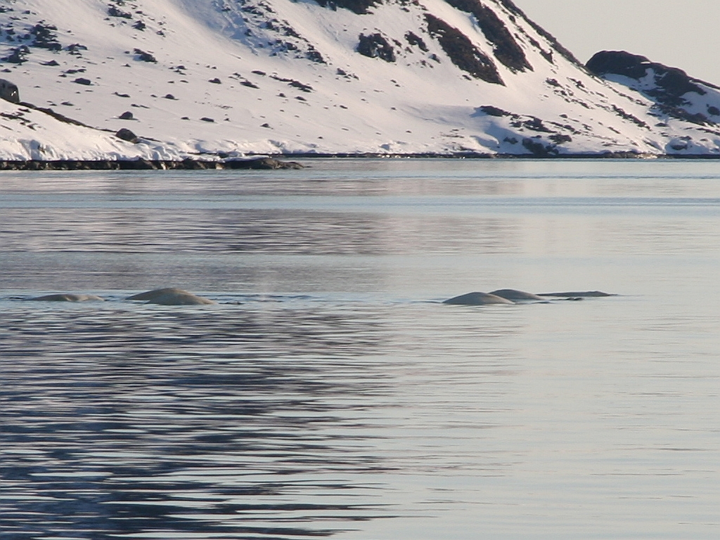 092_Belugas