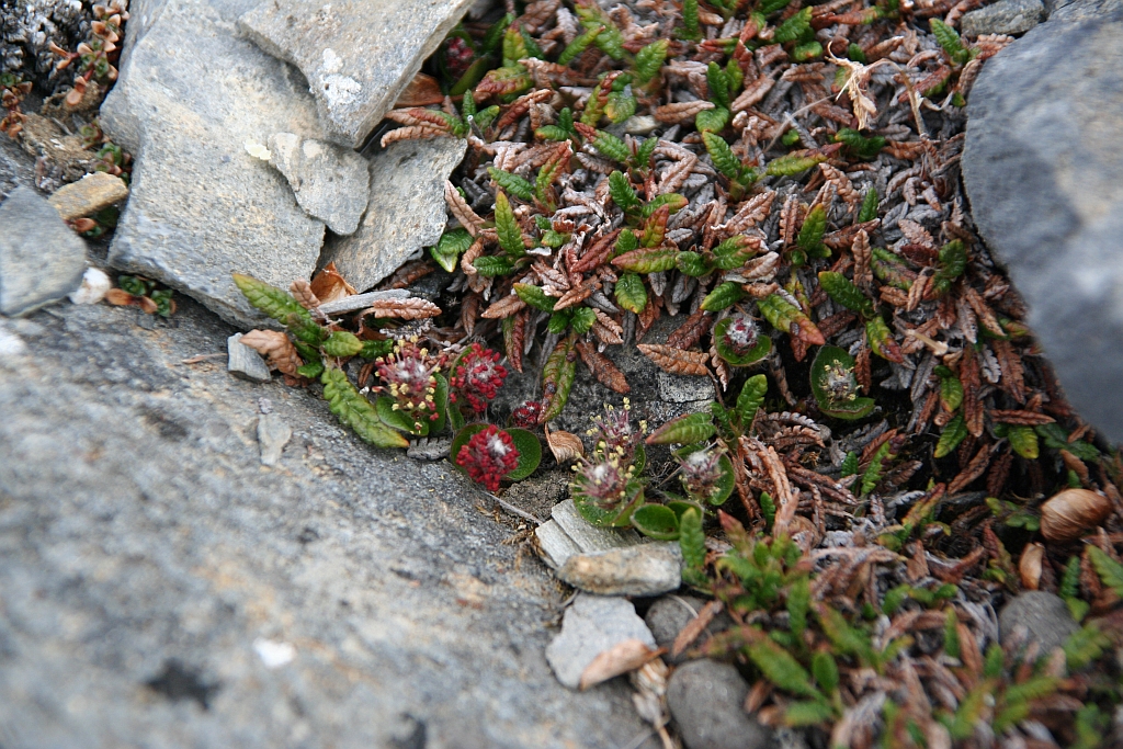 104_Salix_polaris