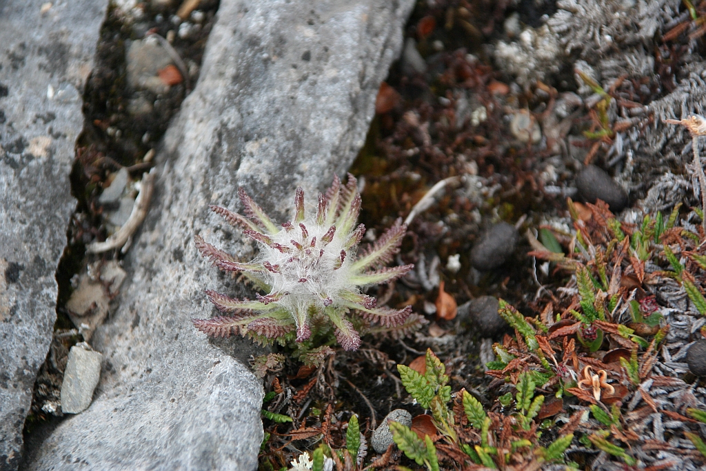 106_Pedicularis_hirsuta