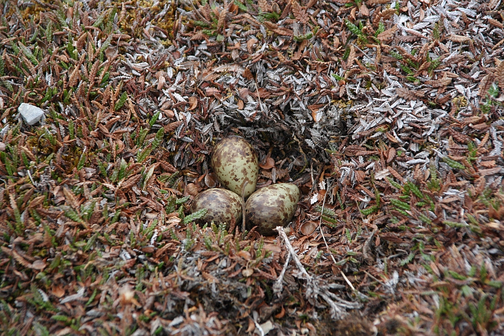 107_Paarse_strandloper_nest