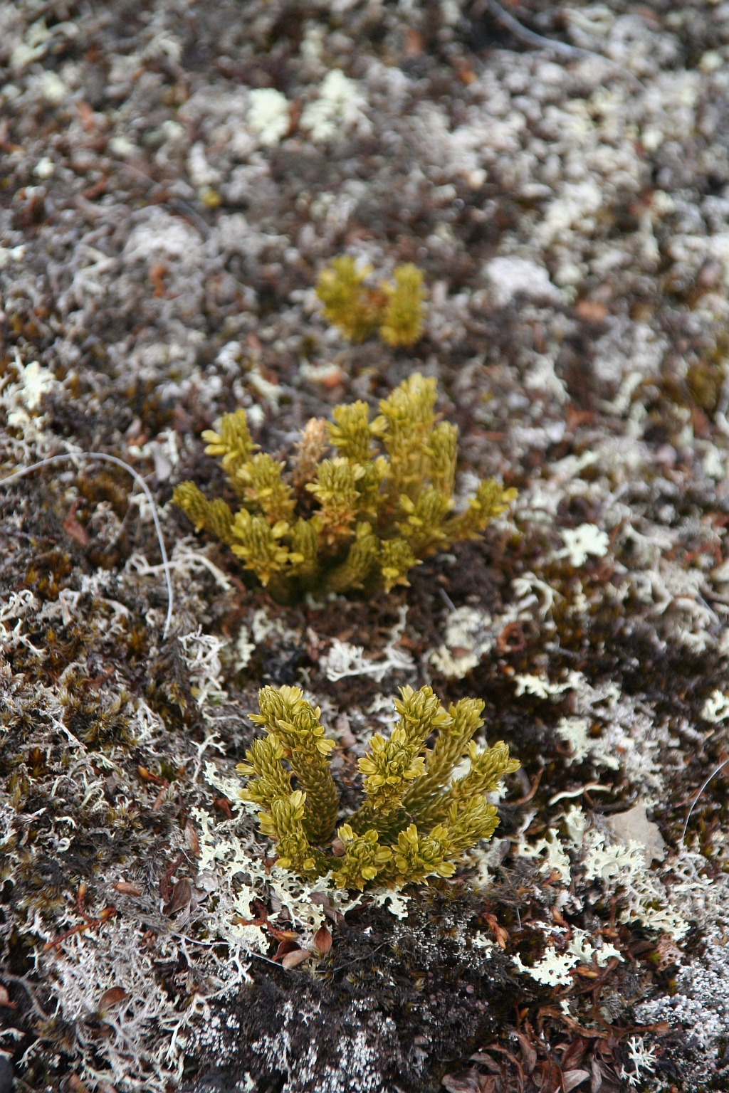 119_Lycopodium-selago