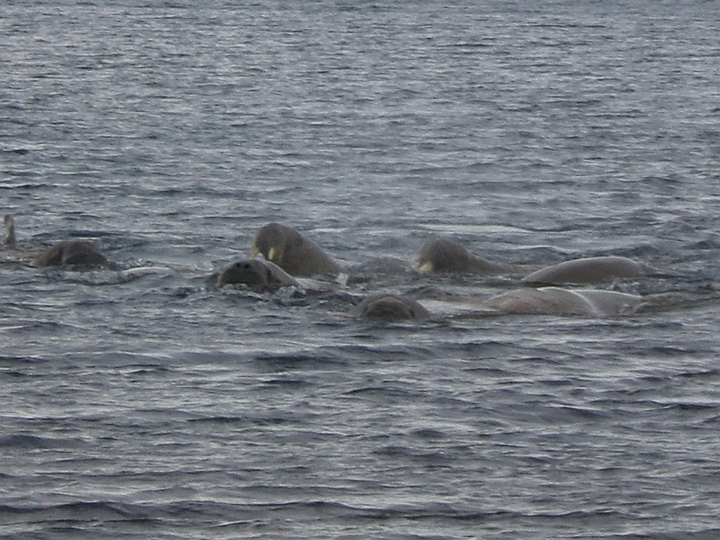 123_Walrus_attack