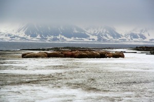 015_Walrus