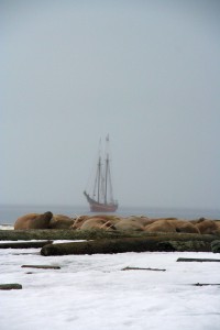019_Walrus