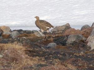 036_Sneeuwhoen_vrouwtje
