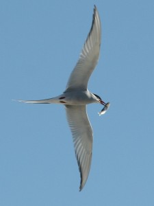 050_Noordse_stern