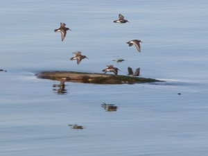 074_Paarse_strandloper