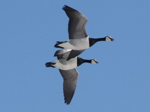 086_Brandgans