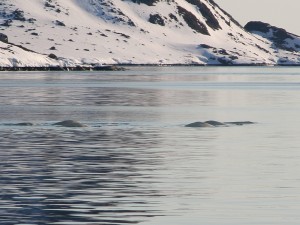 092_Belugas
