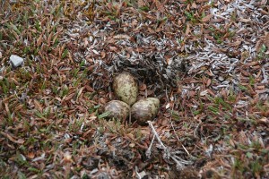 107_Paarse_strandloper_nest