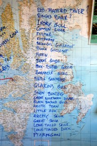 110_Vogels_Svalbard