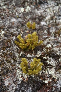 119_Lycopodium-selago