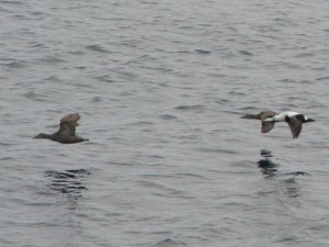 122_Eidereend-links-rechts