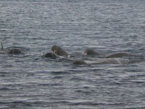 123_Walrus_attack