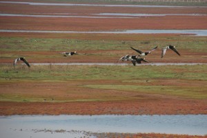 VogelsPlantenZeeland2014_20140928_120201_007