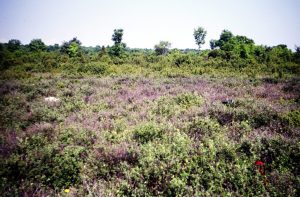 1-Oland excursie