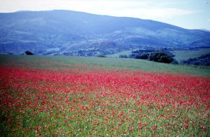 2-Pyreneen excursie