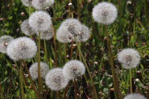 Paardenbloem