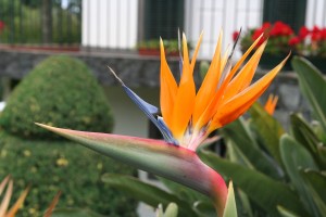 22_Strelitzia_reginae_Paradijsvogelbloem