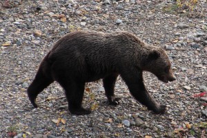 Alaska2013_Grizzly