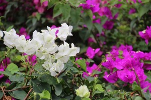 Bougainville